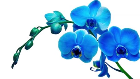 Фаленопсис Blue ribbon