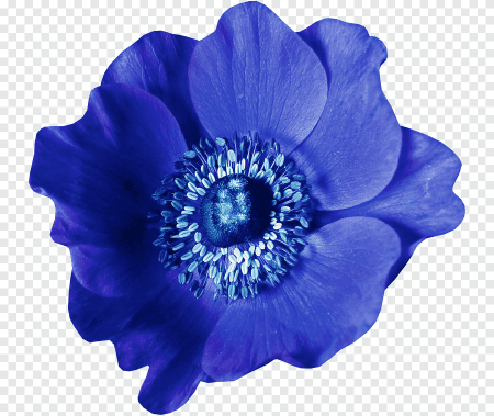 Блуе Фловер