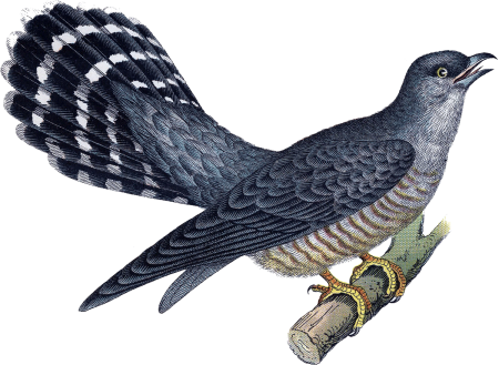 Кукушка картинка для детей