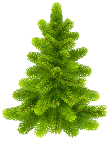 Елка пихта сосна