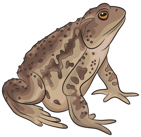 Жаба для детей на прозрачном фоне