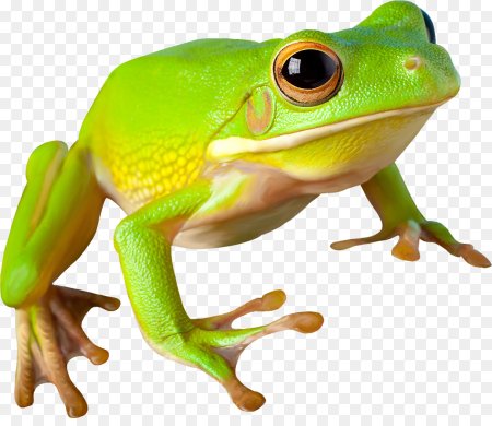 Земноводные на белом фоне