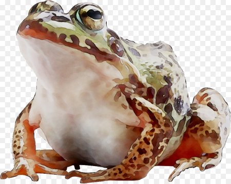 Жаба на белом фоне