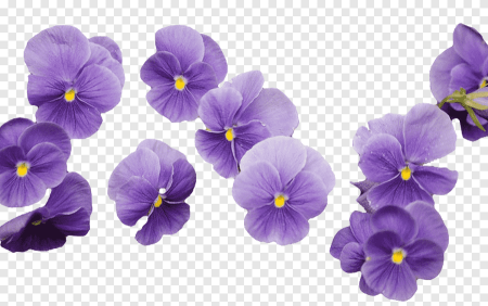 Фиолетовые цветочки