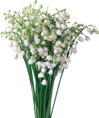 Lily Muguet