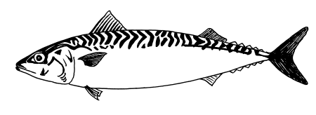 Скумбрия рисунок