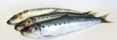 Сельдь сардина скумбрия