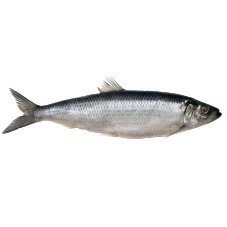 Clupea pallasii
