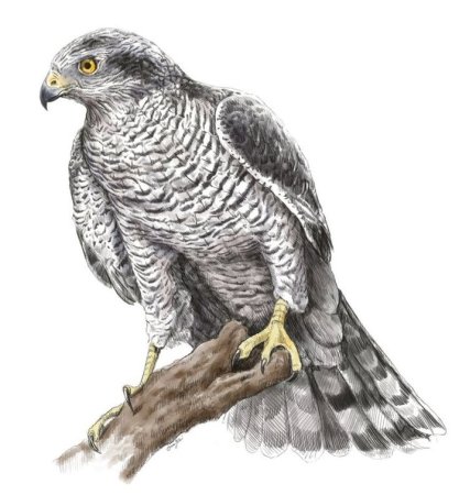 Коршун тетеревятник