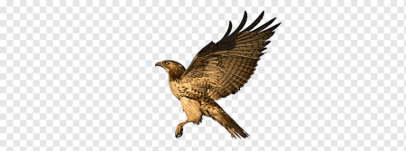 Омский ястреб в PNG формате