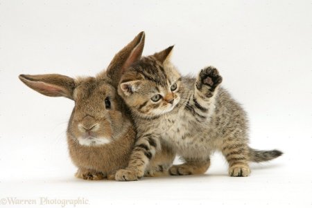 Кролик и кошка