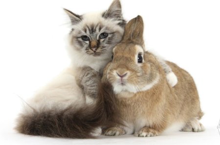 Котик и зайчик
