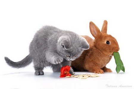 Зая и котик