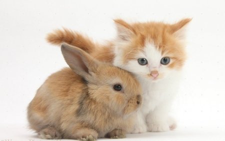 Котенок и Зайчонок