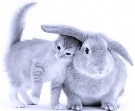 Котиков и зайчиков