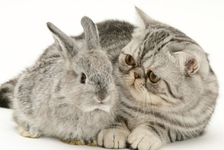 Котик и Зайка
