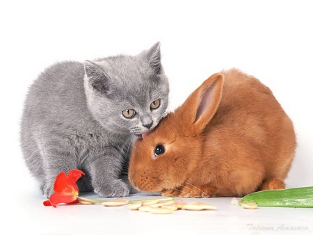 Зайчики и кошечки