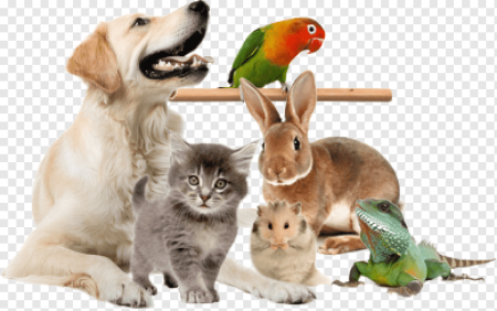 Домашний питомцы ЗОЛМАГАЗИН