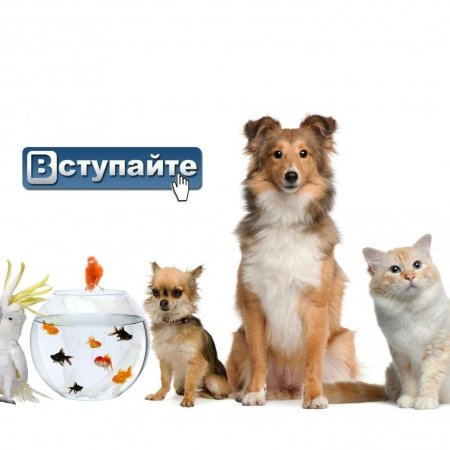 Вертикальный баннер для зоомагазина