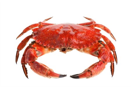 Морские животные на белом фоне