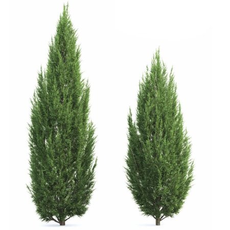 Можжевельник Скайрокет