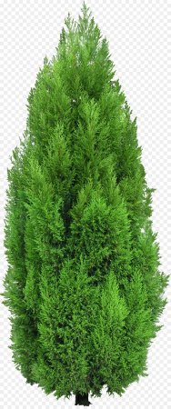 Туя Купрессус