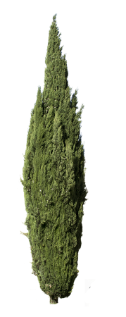 Cupressus sempervirens