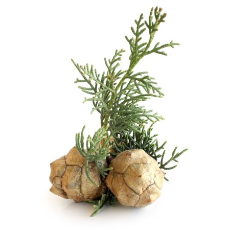Cupressus sempervirens