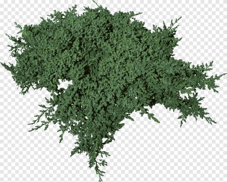 Можжевельник Sketchup