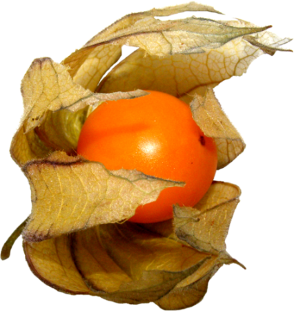 Физалис на прозрачном фоне