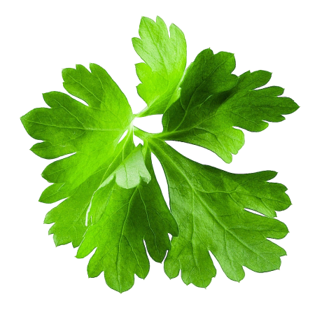 Кинза листик