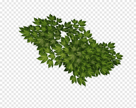 Ветка кустика