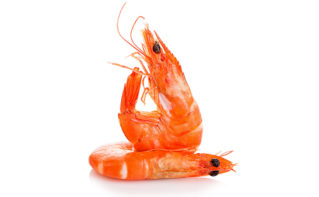 Северная креветка Живая