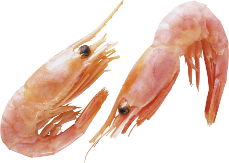 Pandalus Borealis Shrimps