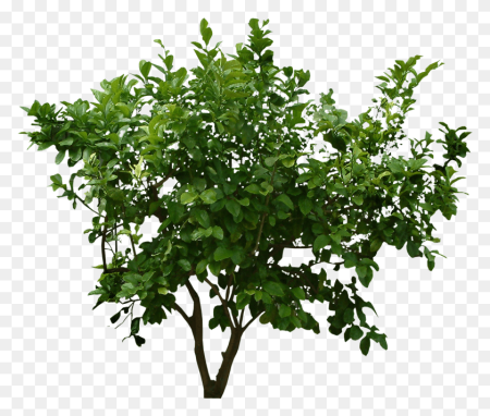 Кусты в ПГН