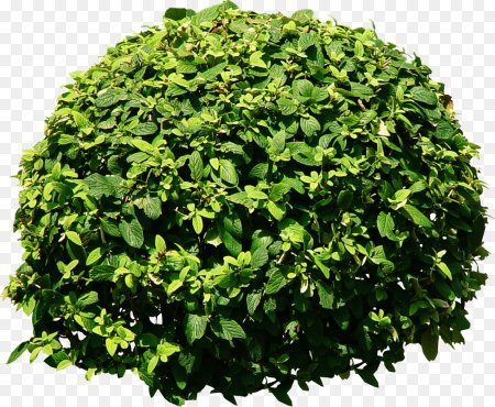 Bush Green растение