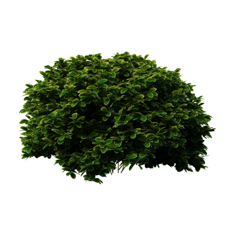 Bush Green растение