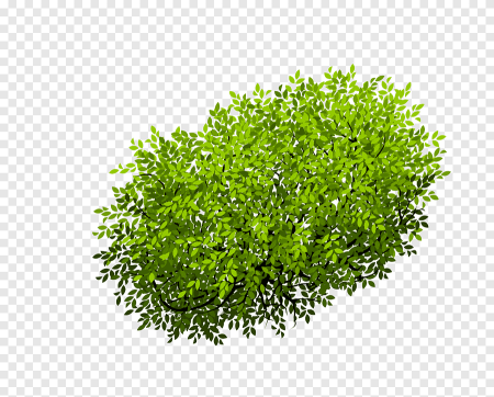 Bush куст