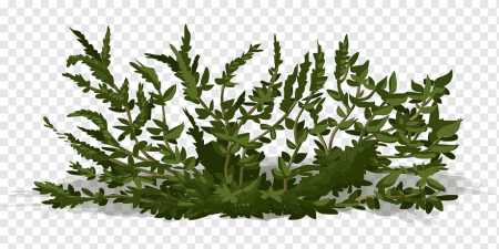 Буш кустарник
