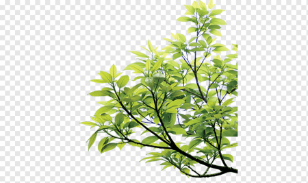 Ветки кустов