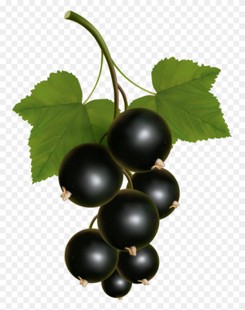 Black Currant черная смородина