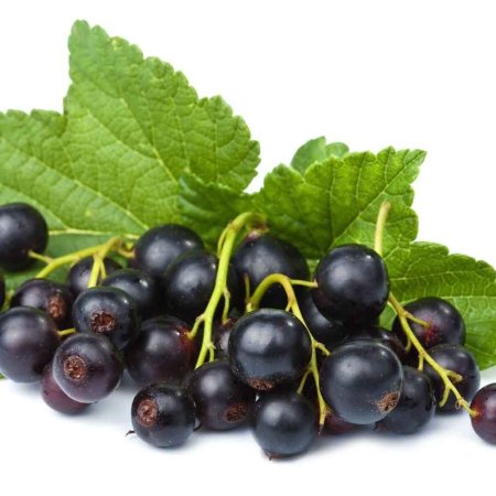 Black Currant черная смородина