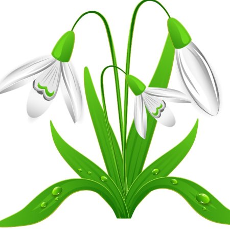 Подснежники без фона