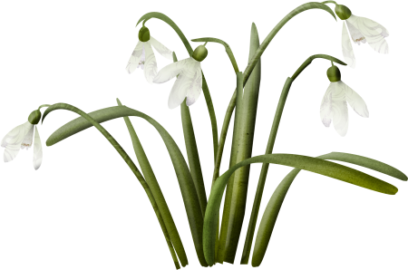 Подснежники рисунок