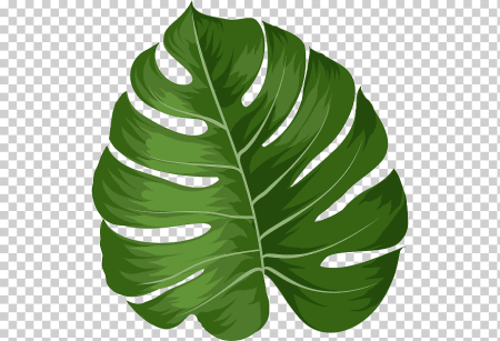 Monstera вектор