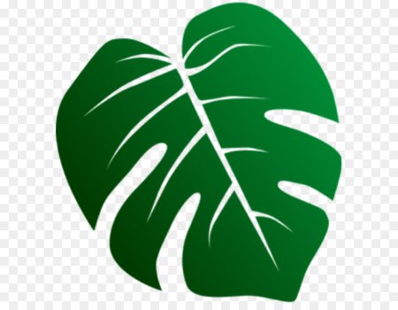Листья Monstera вектор