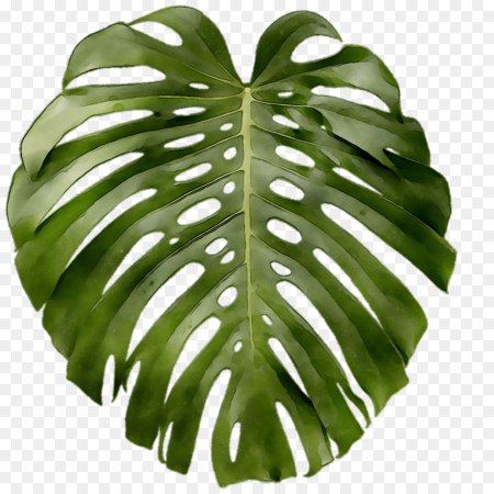 Тропические лист Monstera