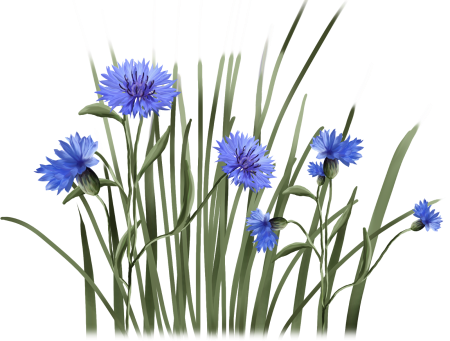 Василек на белом фоне