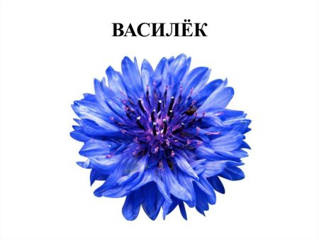 Василек на белом фоне