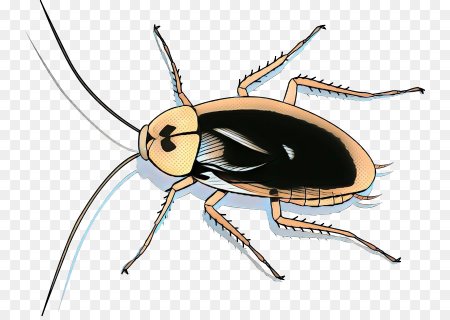Американский таракан Blattodea